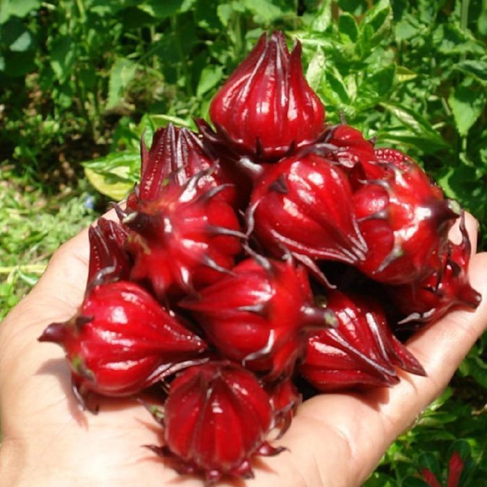 রোজেলা চা - Image 2